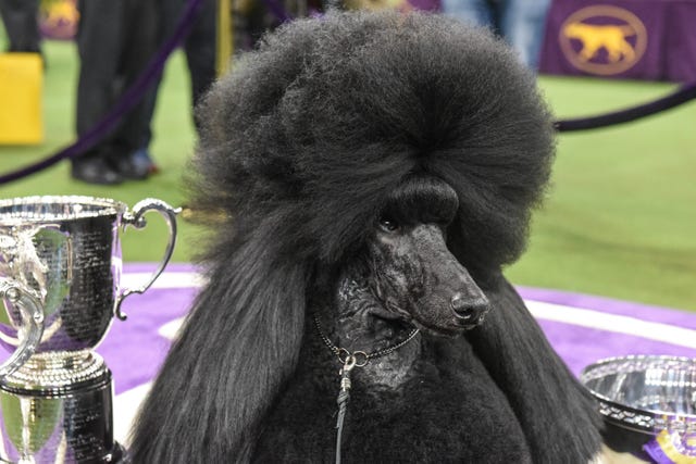 Siba, the Poodle Who Won Westminster, Is My New Queen