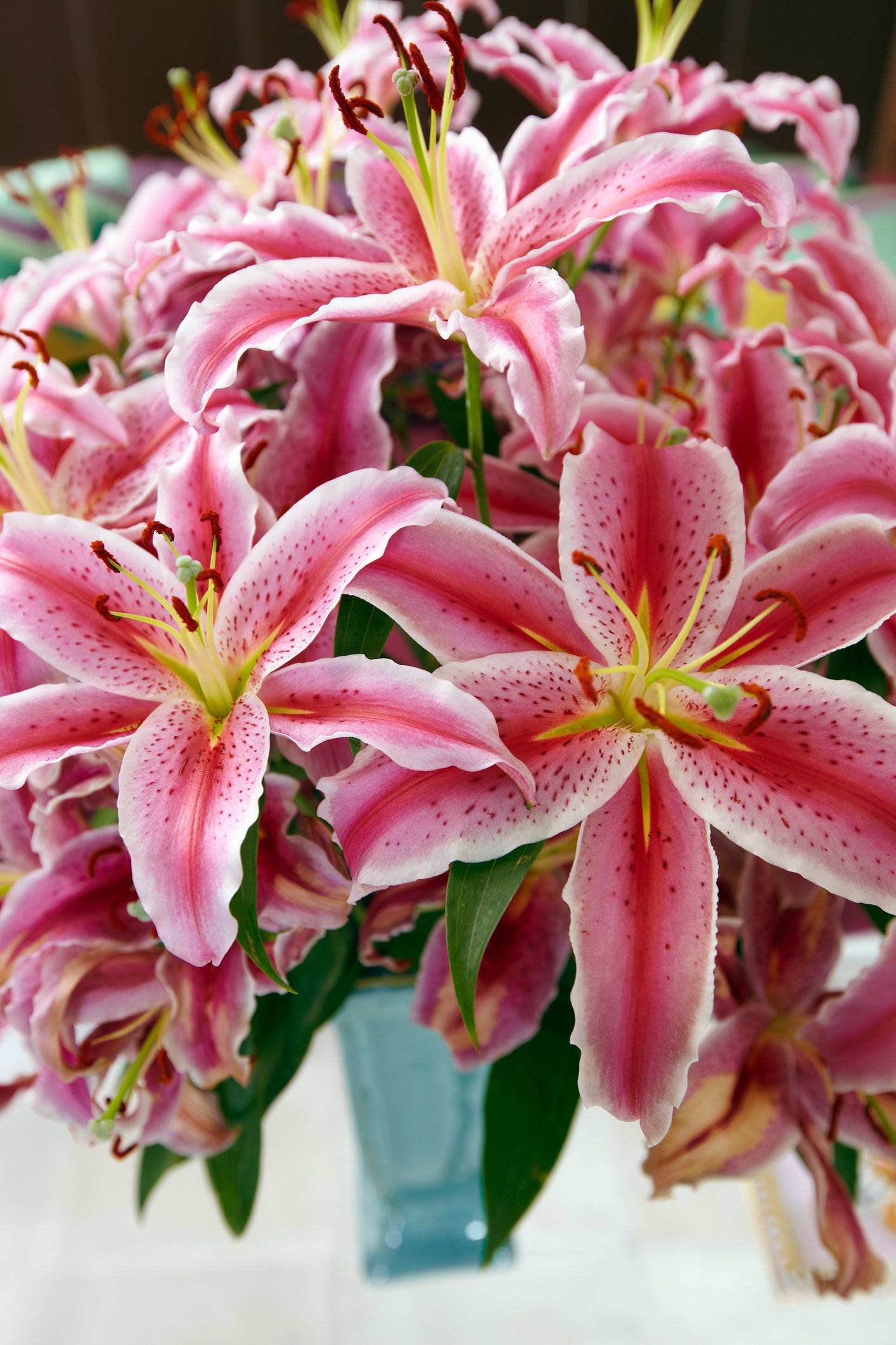 Fleur, plante fleurie, lys, rose, lys stargazer, plante, pétale, bouquet, famille des lys, lys péruvien, 