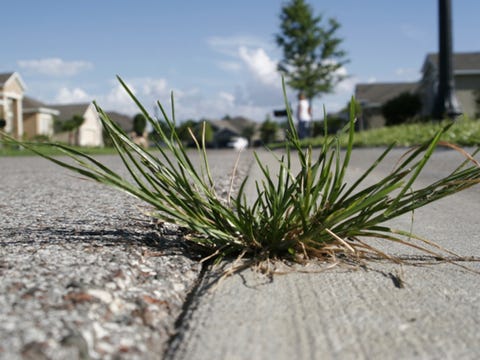 Weeds coming through crack in sidewalk