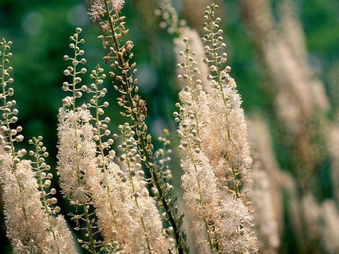 Black Cohosh