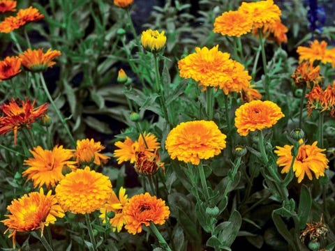 Calendula