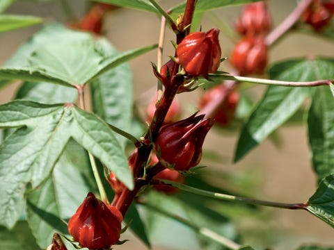 Hibiscus