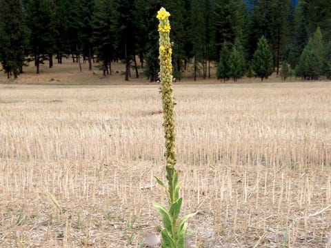 Mullein