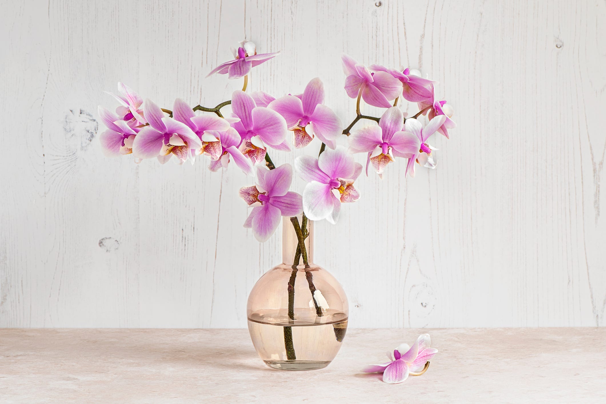 Wow Visitors with These Stunning Orchids in Your Home or Garden