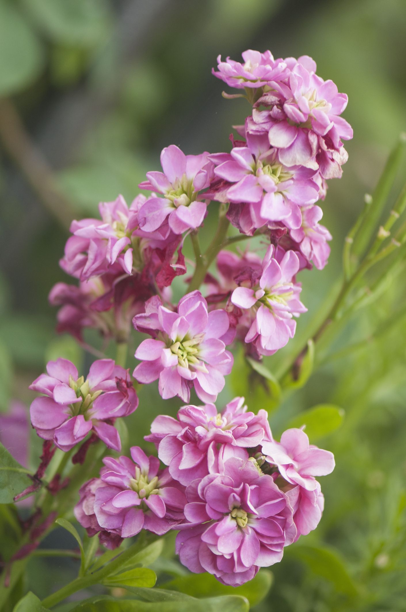 20 Best Annuals For Shade - Plants & Flowers For Low-Light Gardens