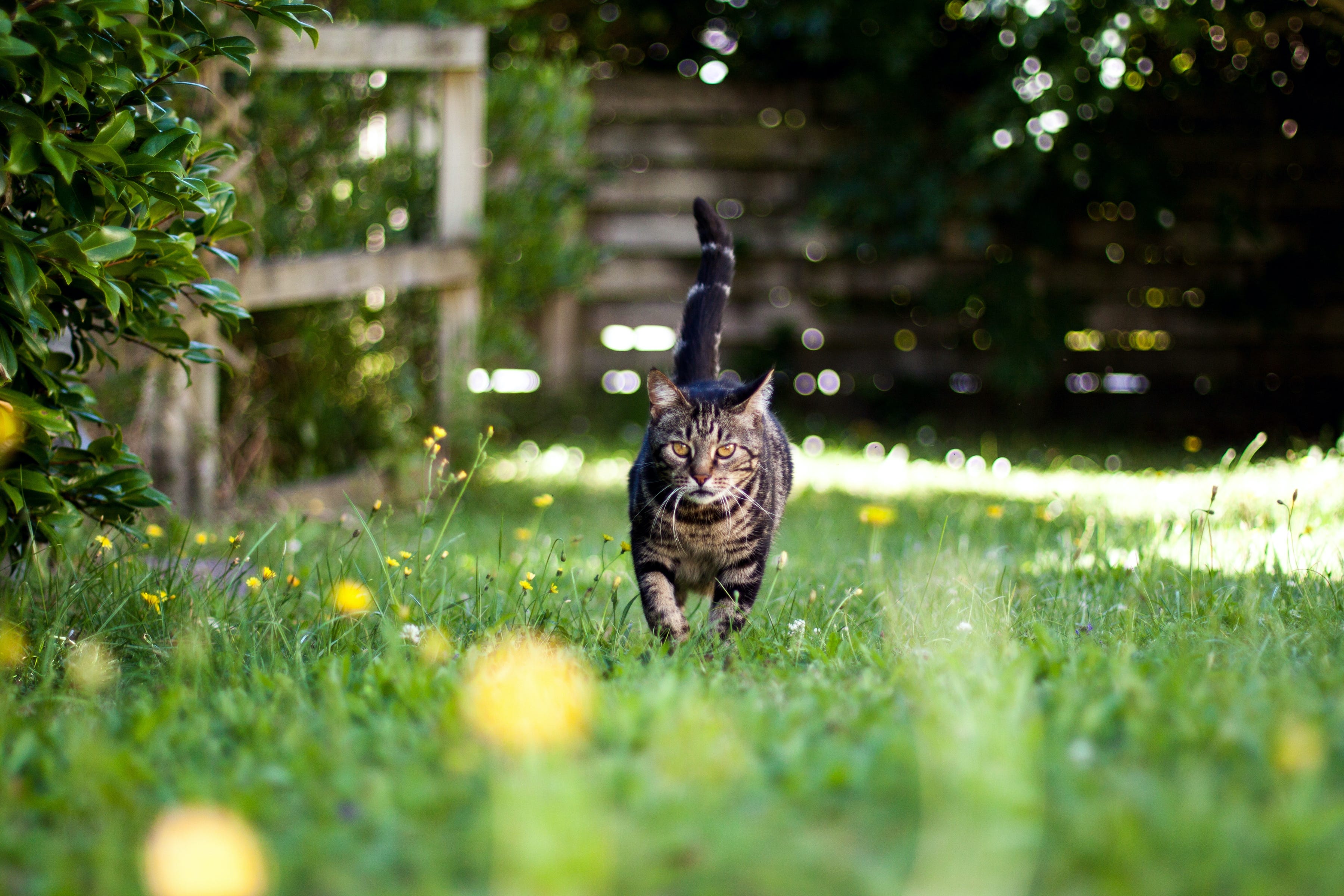 how do i keep dogs and cats from pooping in my yard