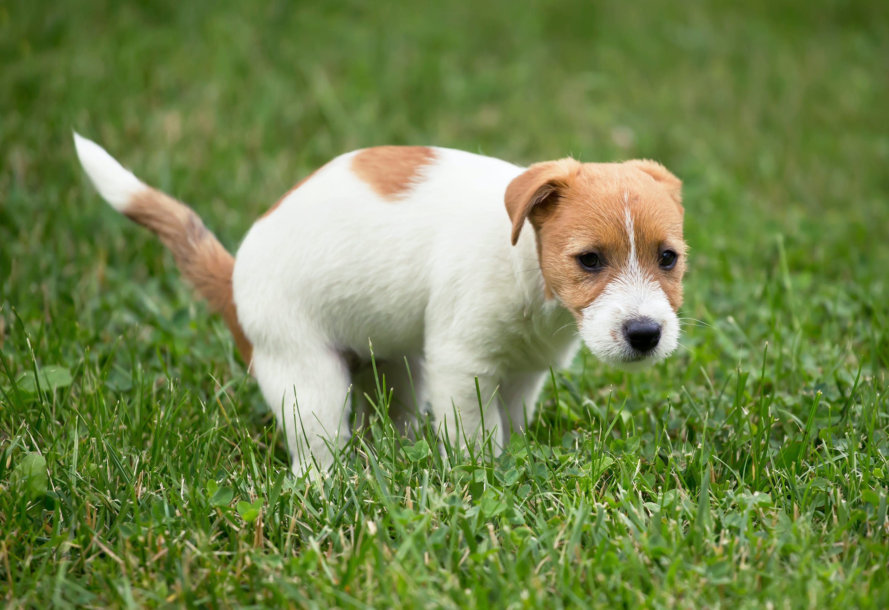 how do you counteract dog urine on plants