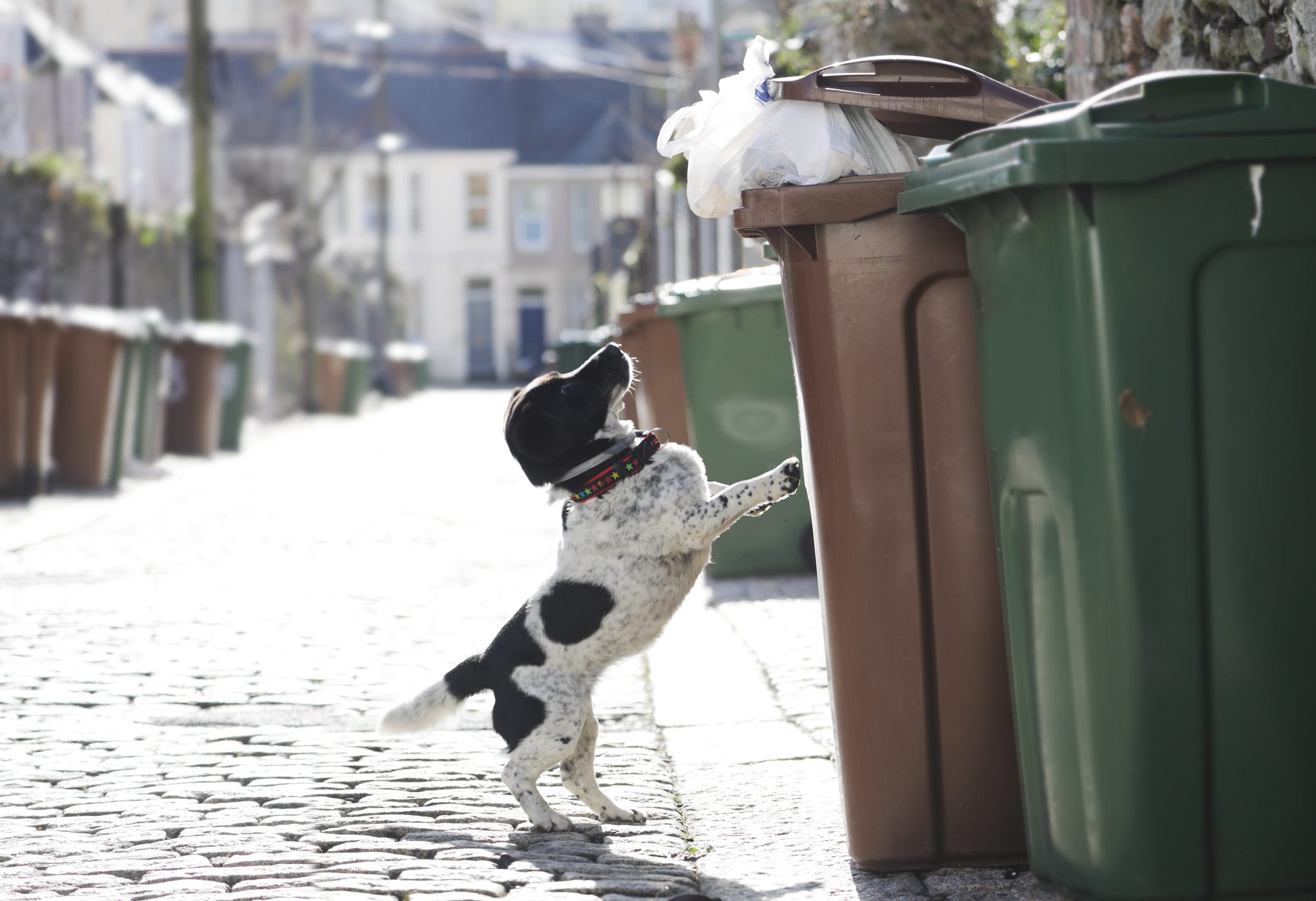 how do i stop my dog from going in the bin