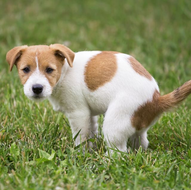 5 ways to stop dog urine from damaging your grass