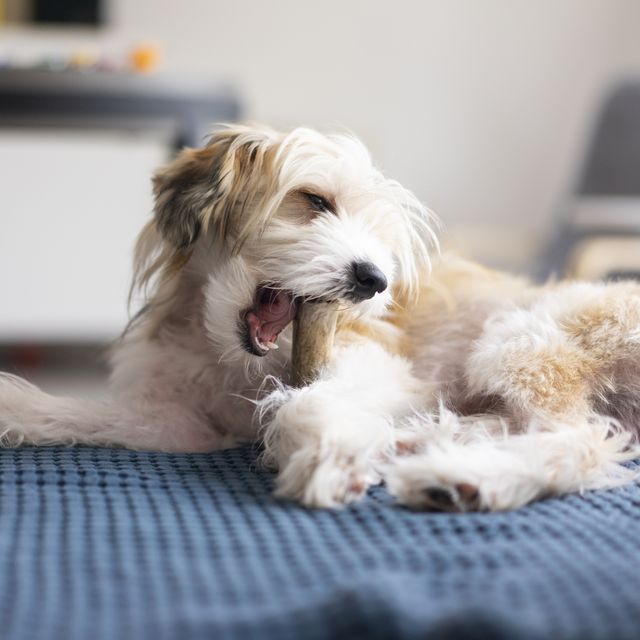 5 ways to stop dogs chewing your furniture and belongings