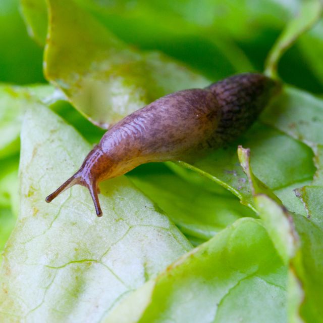 6 things to do now to stop a slug infestation in spring