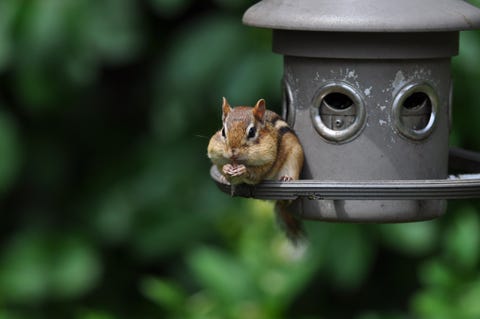 Humane Ways To Get Rid Of Chipmunks Chipmunk Removal Methods