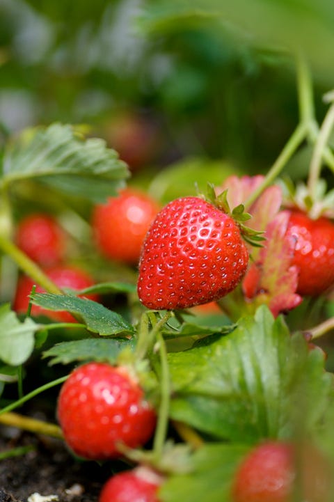 strawberries growing on vine