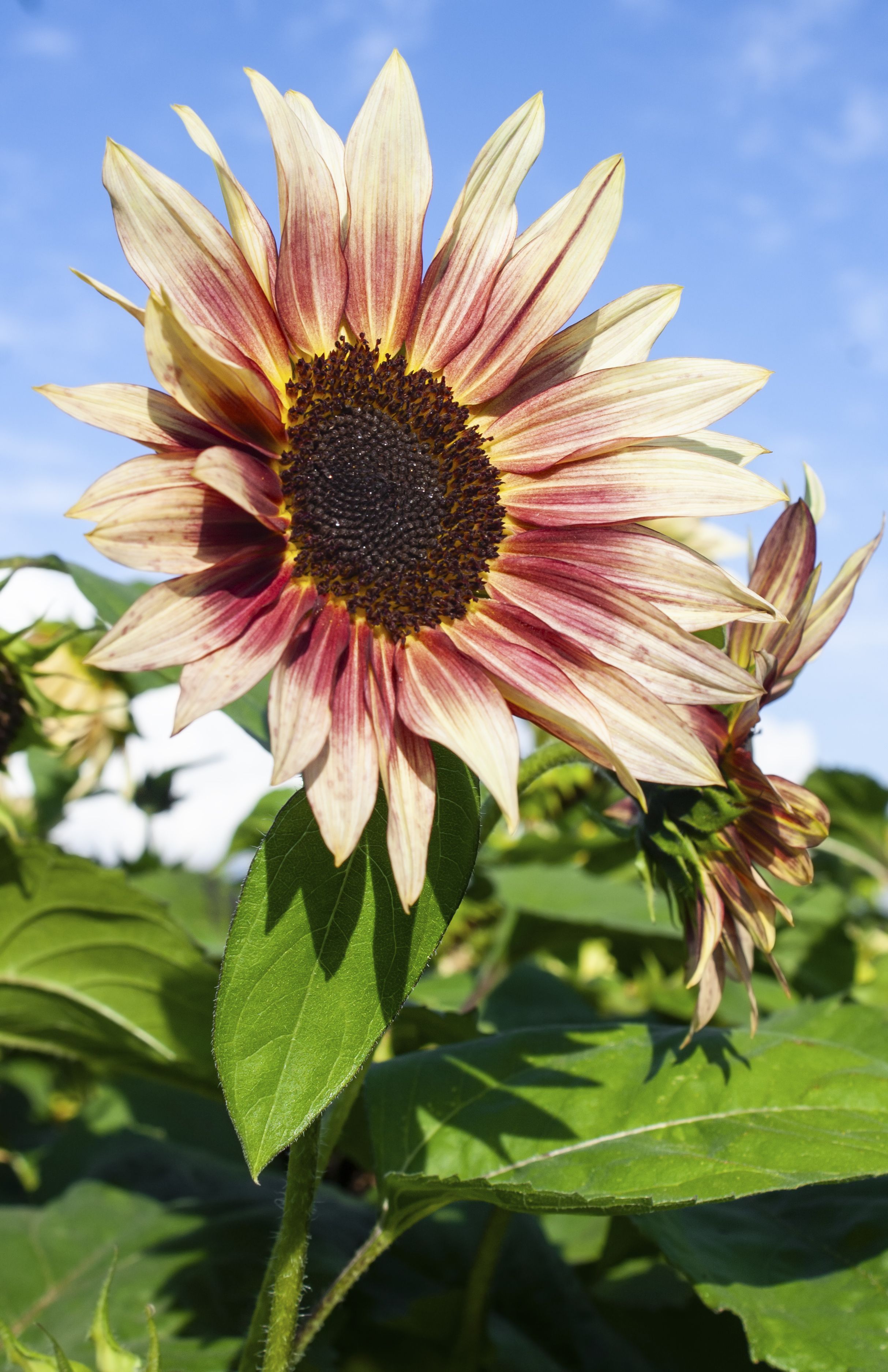 20 Different Types of Sunflowers   Sunflower Varieties To Plant