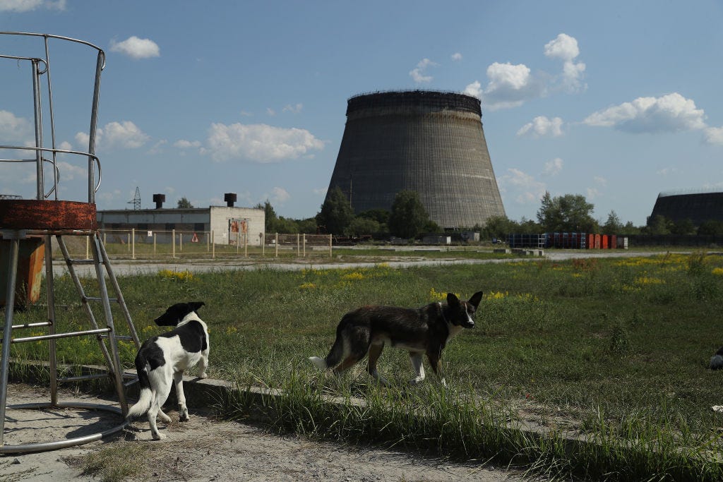 How Some Animals Can Survive Radiation From a Nuclear Disaster—and Even Thrive