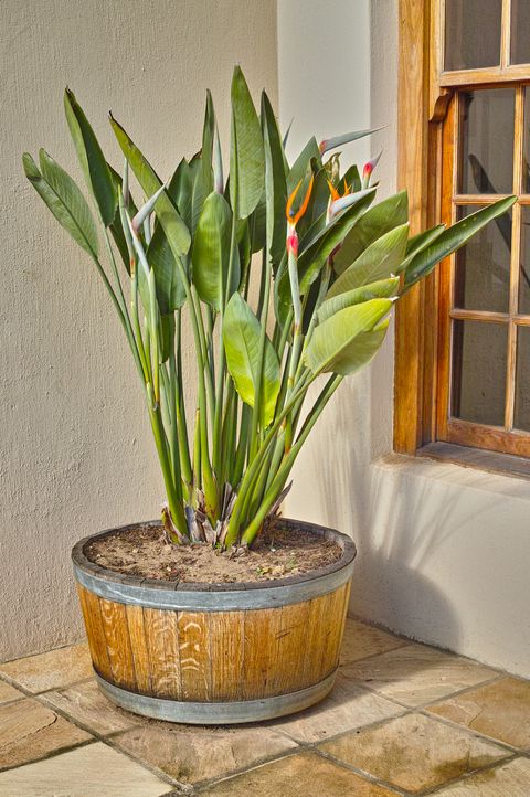 10 Front Door Plant Ideas Best Plants, Tall Plants For Patio Pots Uk