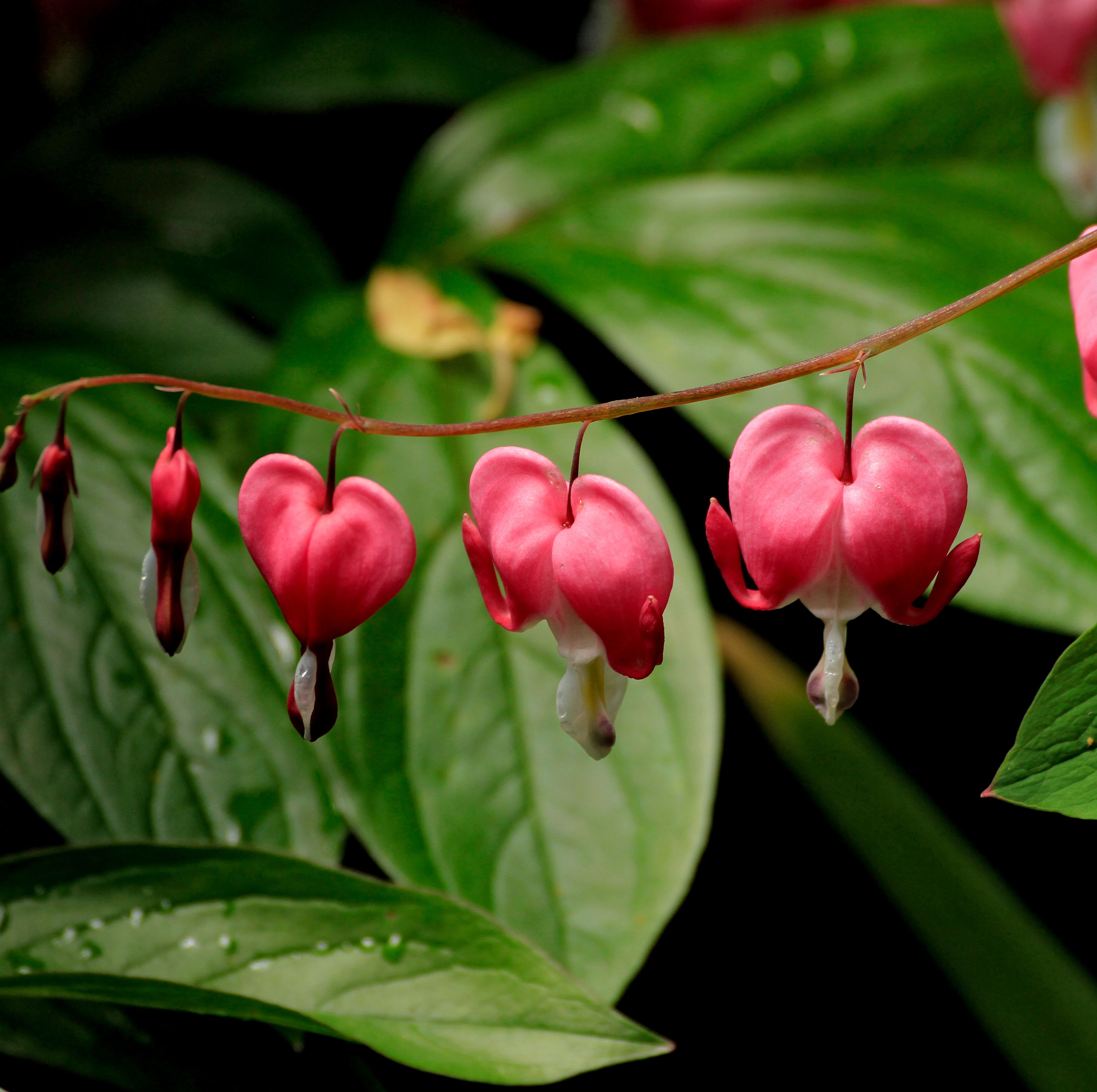 Experts Reveal the Plants That Thrive the BEST in Shady Yards