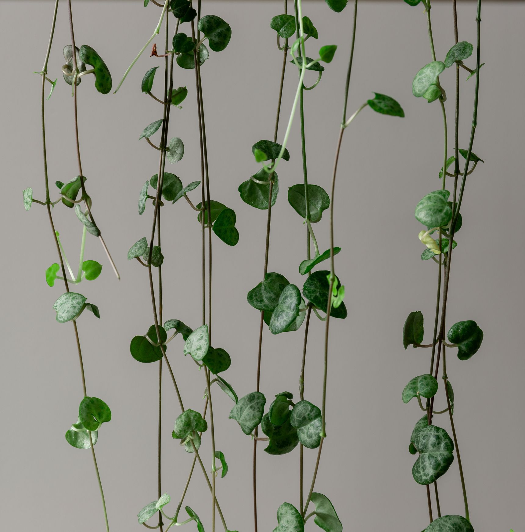 String Of Hearts Plant Care Guide How To Grow An Indoor Ceropegia Woodii