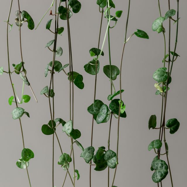 an easy guide to the string of hearts plant aka ceropegia woodii