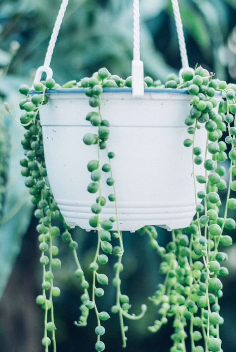 21 Best Hanging Plants — Best Plants for Hanging Baskets