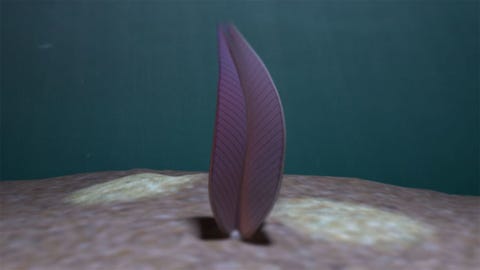 Stromatoveris artist representation