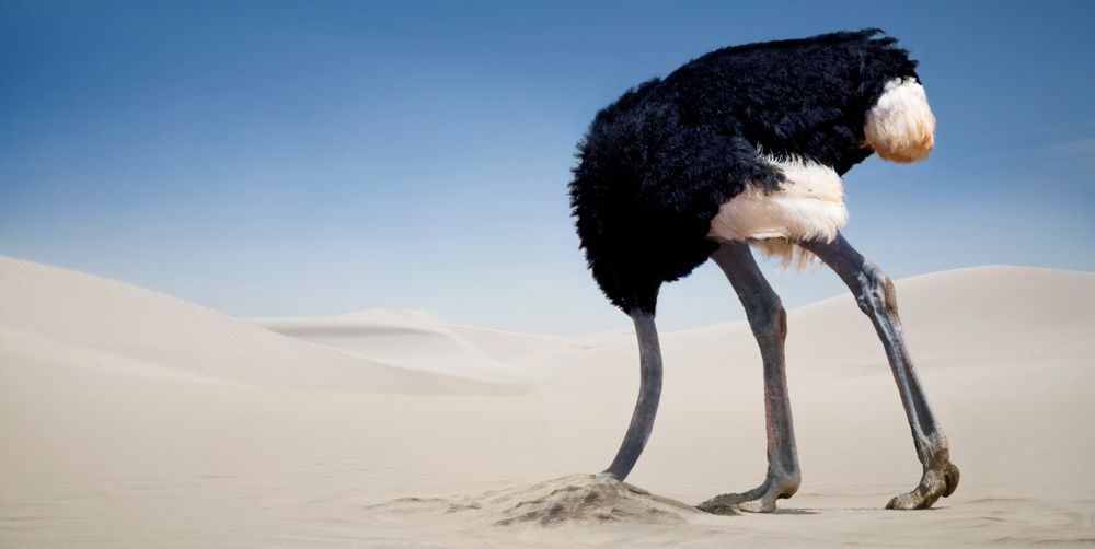 Mythe: struisvogels steken hun kop in het zand als ze bang zijn