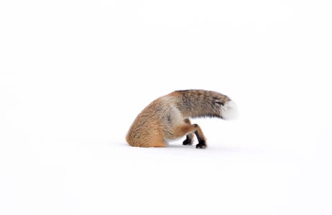 Cosa Fanno Questi Animali Le Foto Di Natura Piu Belle E Strane Dell Anno