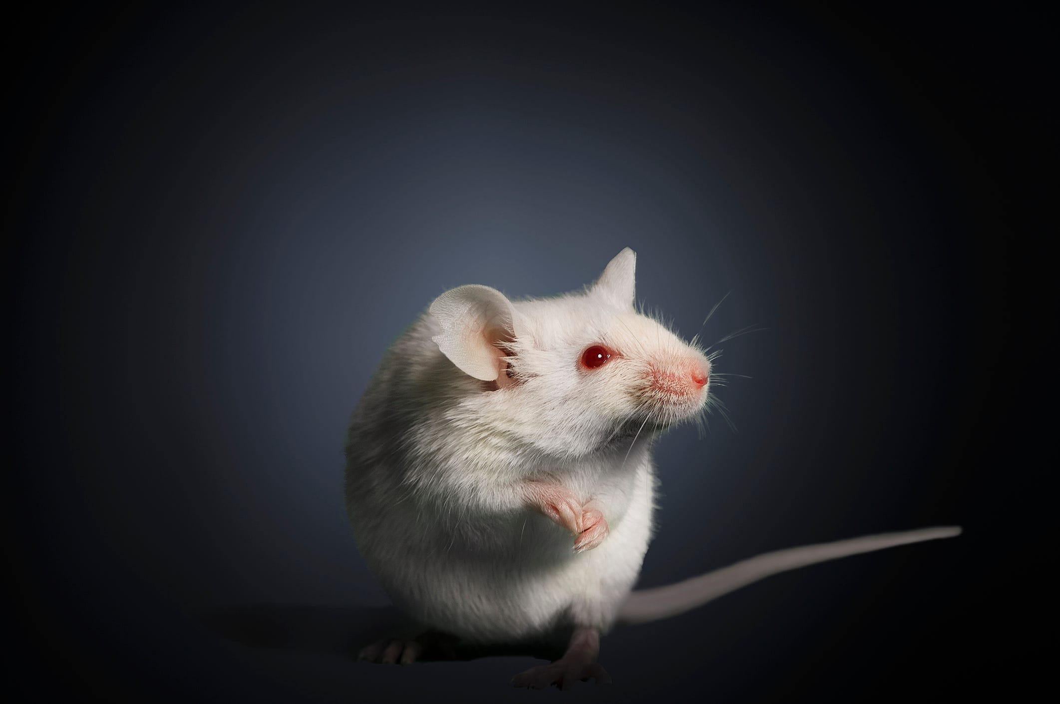 'Jedi' Mice Can Apparently Use Never-Before-Seen Ultrasonic Powers