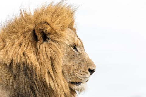 Get Prey Film Lion Background