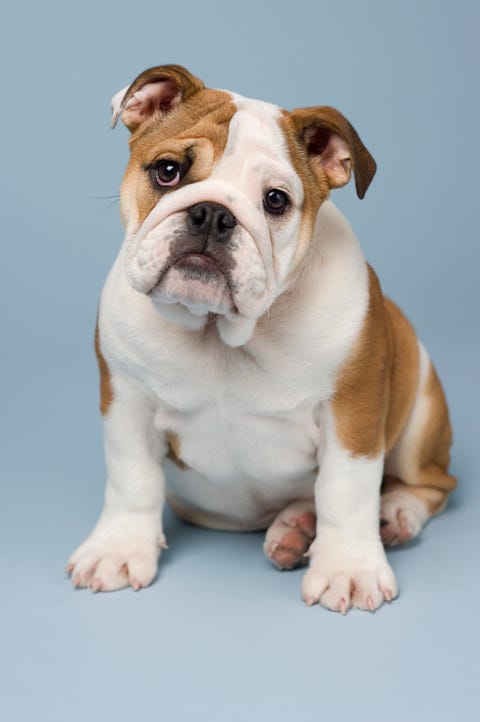 Studio shot of a Bulldog puppy sitting with a blue background. Studio shot of a Bulldog puppy sitting with a blue background.