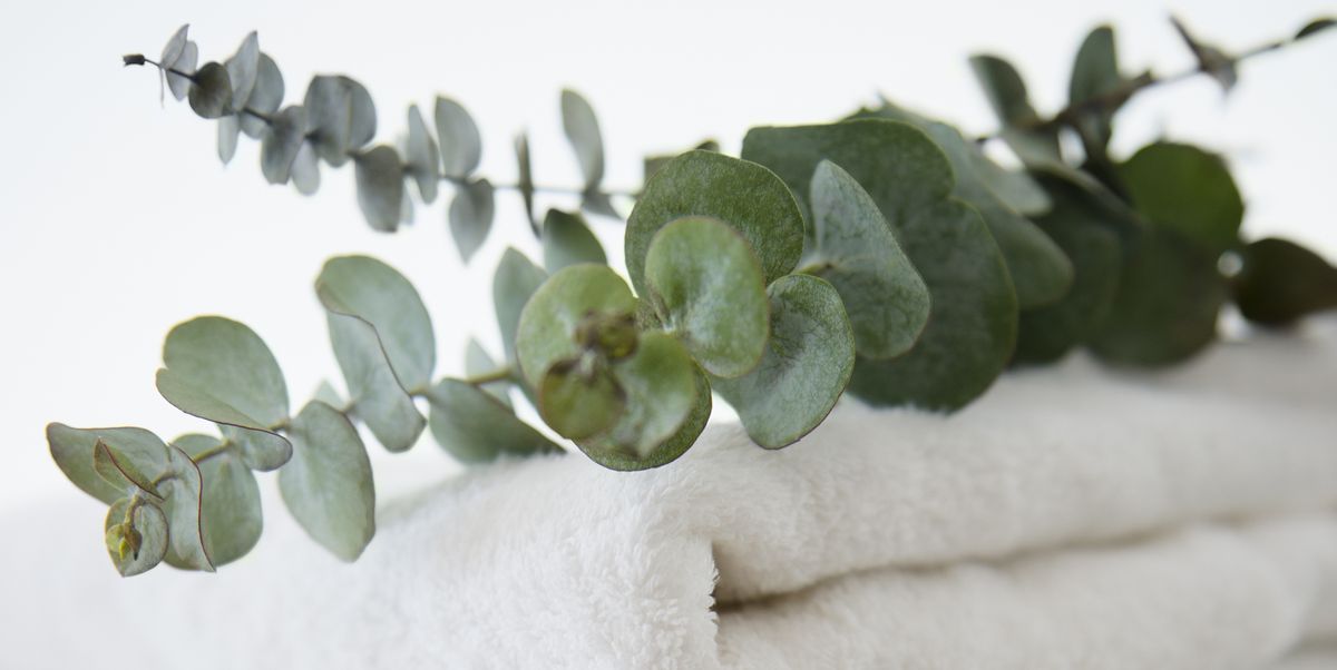 How Hanging Eucalyptus in Your Shower Can Benefit Your Health