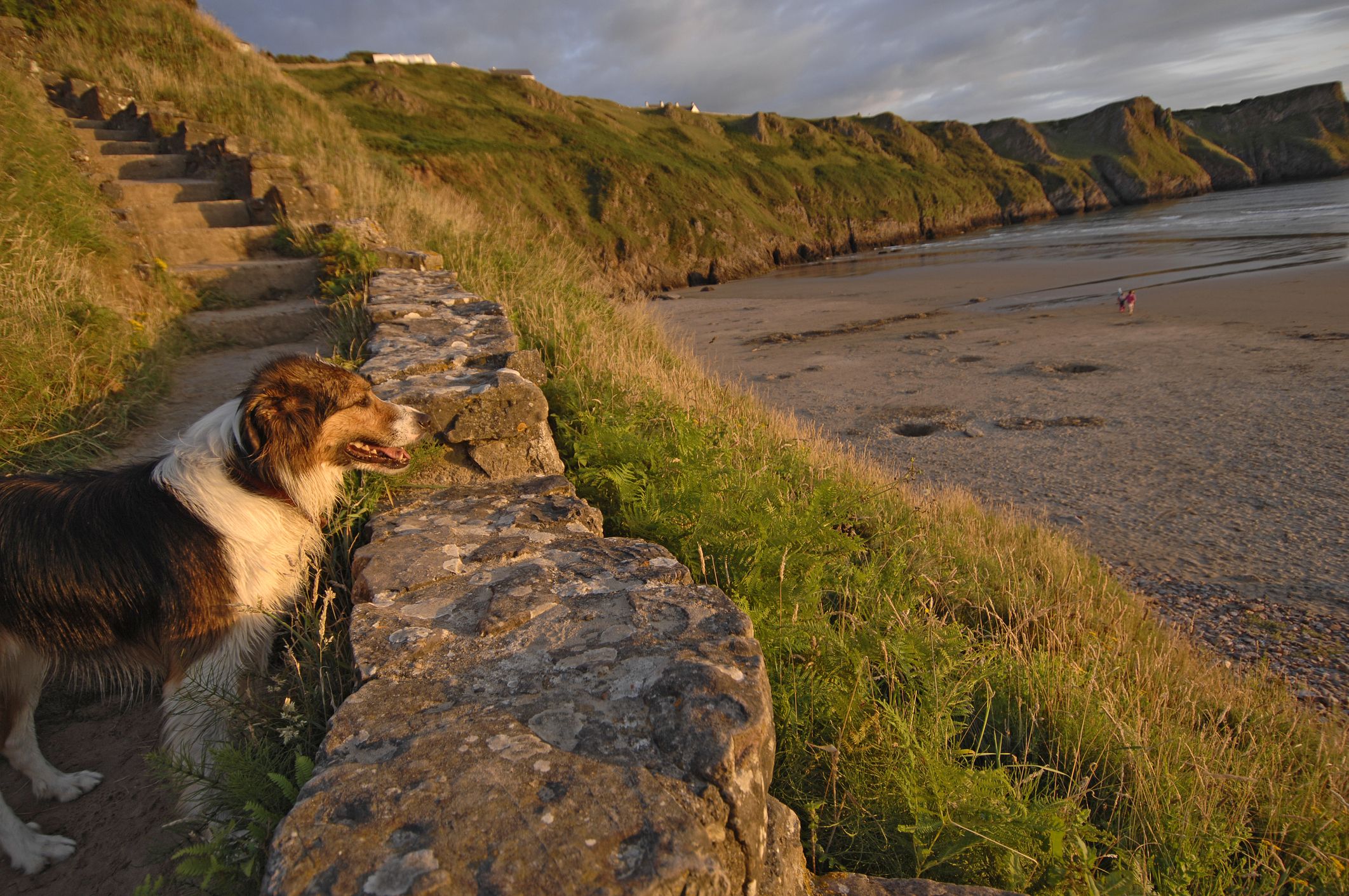 what beaches in england allow dogs