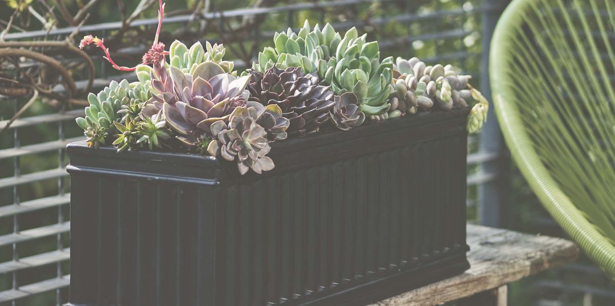 How To Plant Up A Succulent Trough, How To Plant Succulents Outdoors In Containers