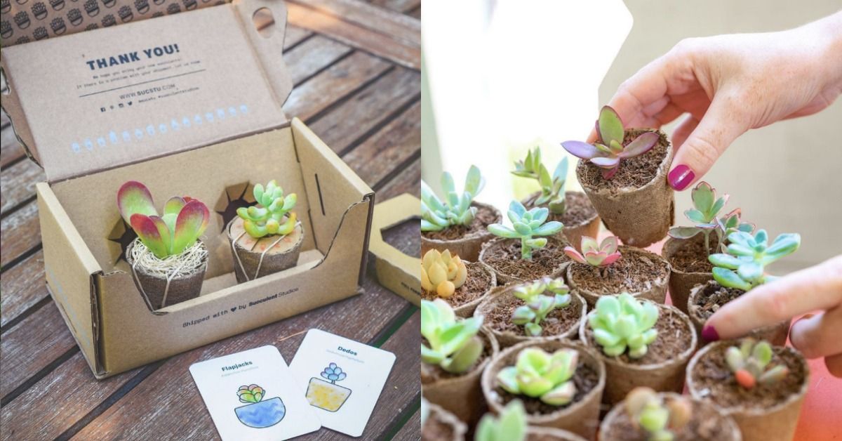 'Succulent Studios' Will Send You Two New Succulents A Month For $10