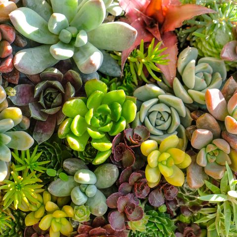 Flower, Plant, Pachyphytum, Stonecrop family, Botany, Succulent plant, Terrestrial plant, white mexican rose, Groundcover, Perennial plant, 