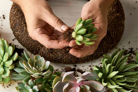 How To Make A Succulent Wreath Diy Instructions How To Make A Succulent Wreath Diy Instructions