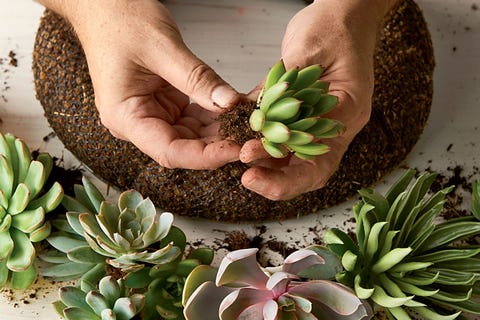 succulent wreath prep