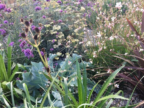wild meadow wild meadow photo