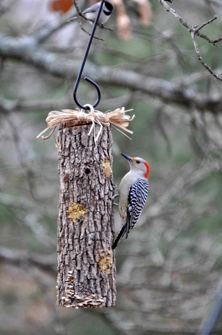 diy woodpecker feeder