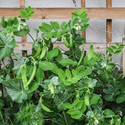 Sugar snap peas growing in raised garden bed with trellis for support