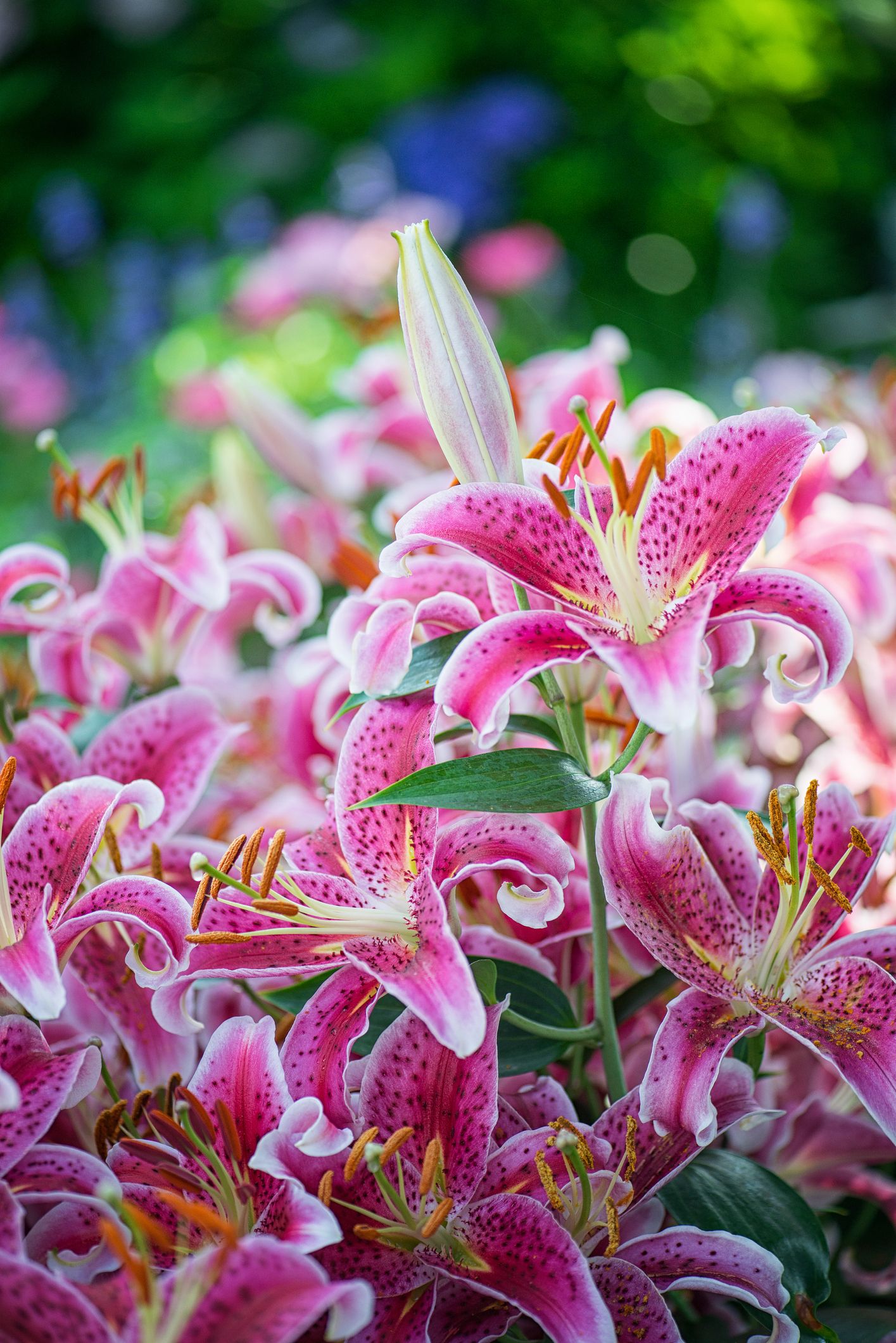 30 Flowers That Bloom In Summer Annuals And Perennials For Late Summer