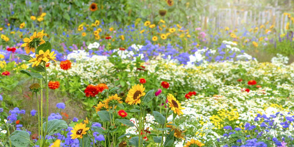 30 Flowers that Bloom in Summer - Annuals and Perennials ...