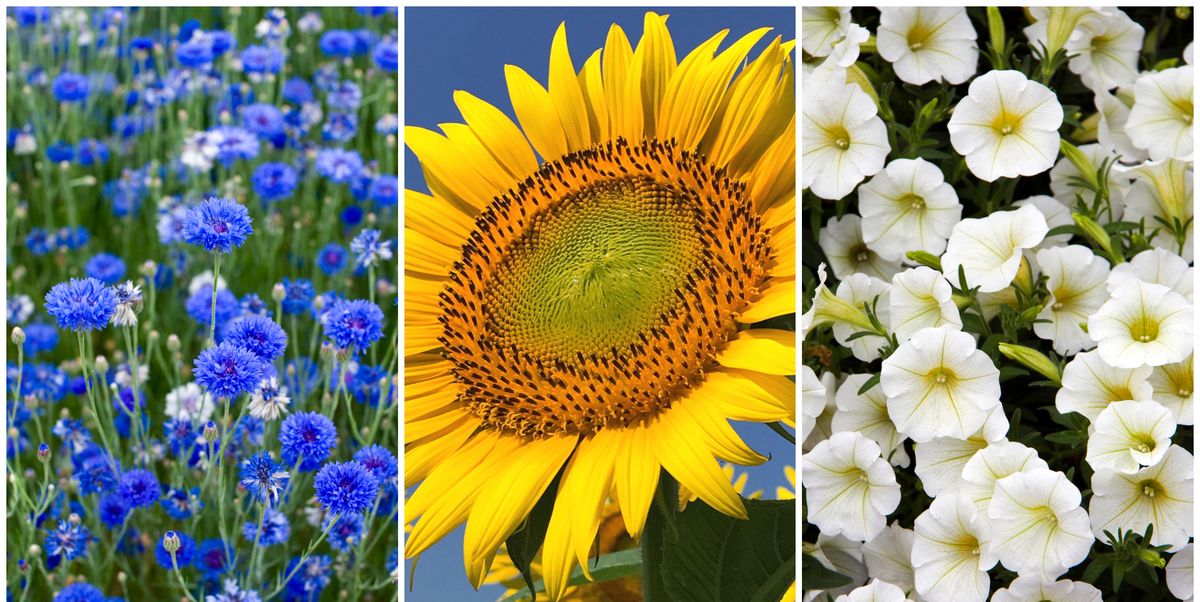 7 Fastest Growing Flower Seeds for a Summer Garden ...