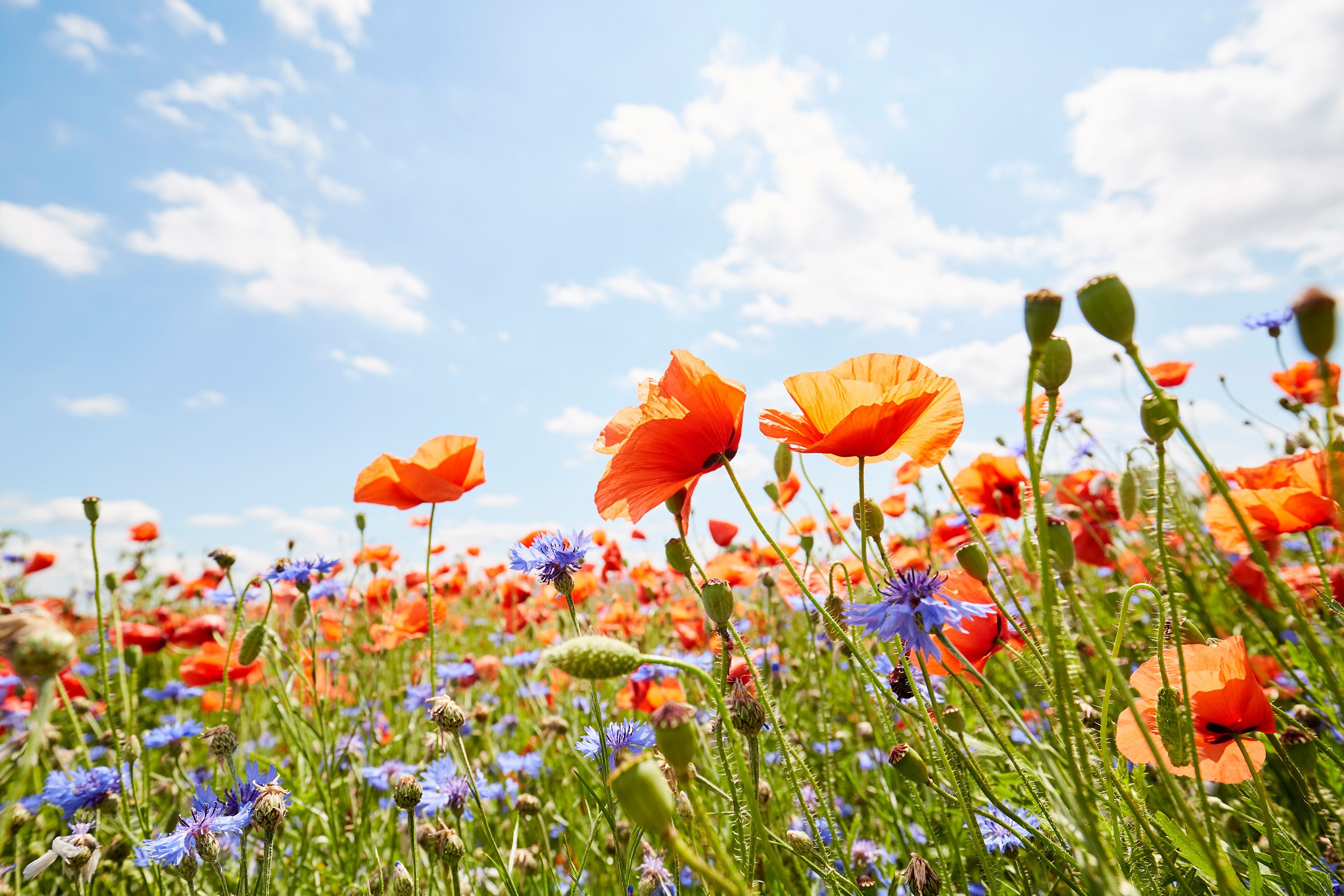 flowering plants