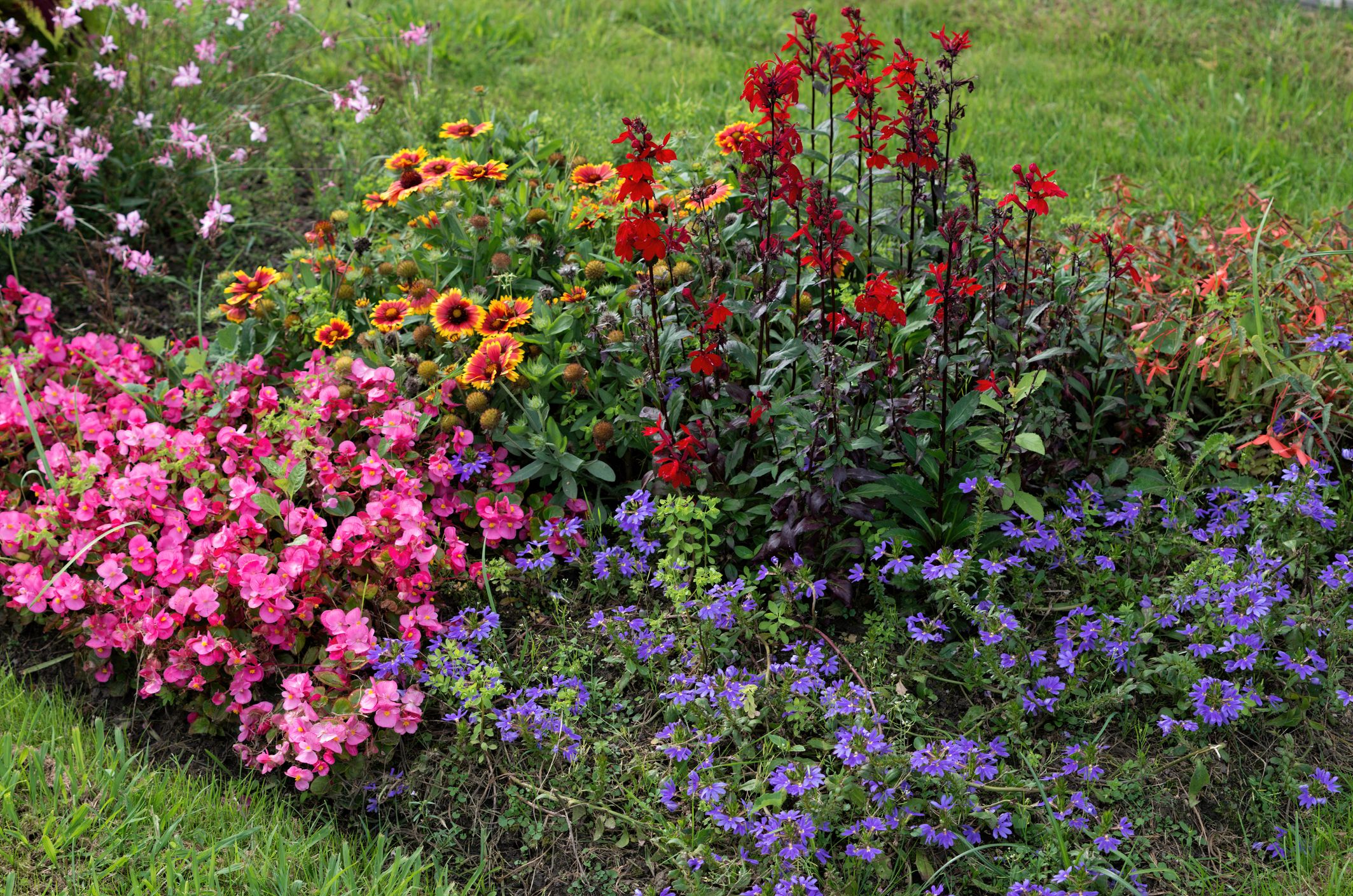 Popular garden plants flowers