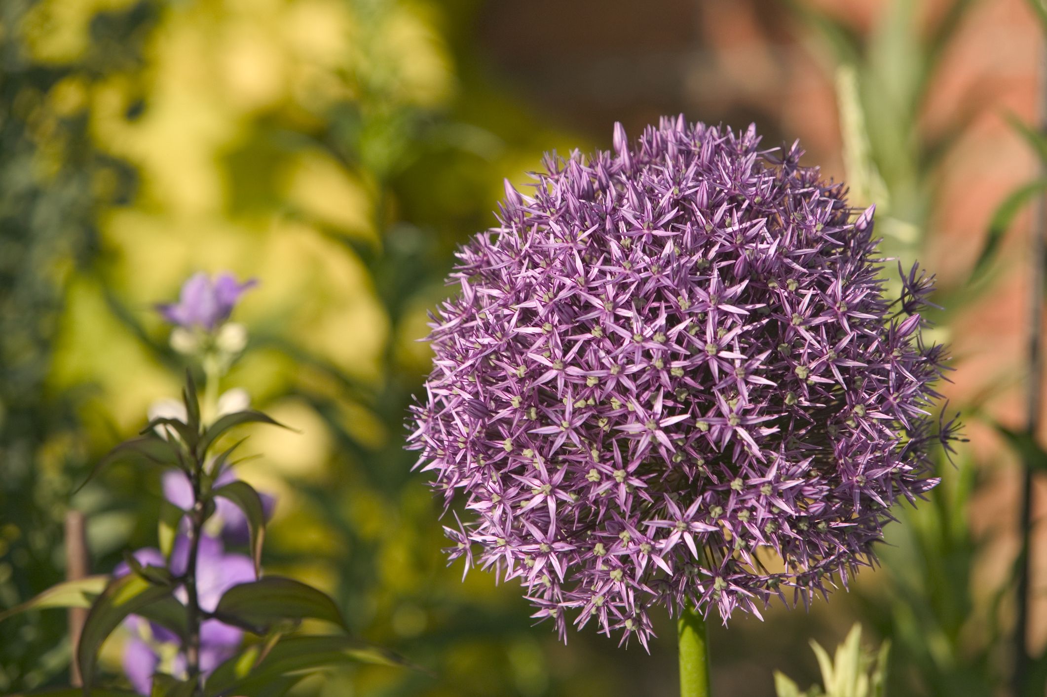 58 Best Summer Flowers To Easily Plant In Your Garden