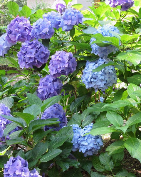 20 Best Summer Flowers - Popular Flowers to Plant in the Summer