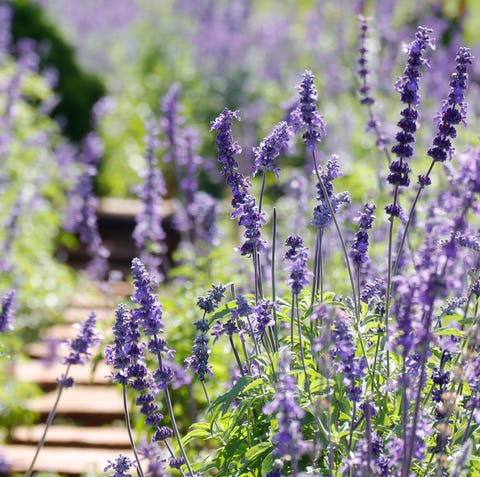 45 Best Summer Flowers Beautiful Flowers That Bloom All Summer 45 Best Summer Flowers Beautiful Flowers That Bloom All Summer
