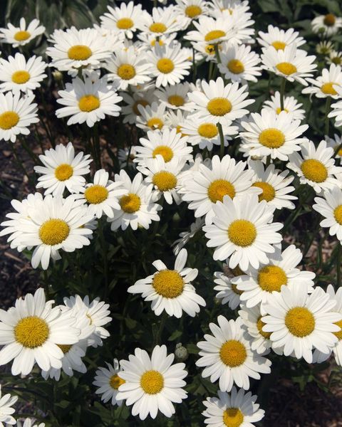 summer flowers daisy