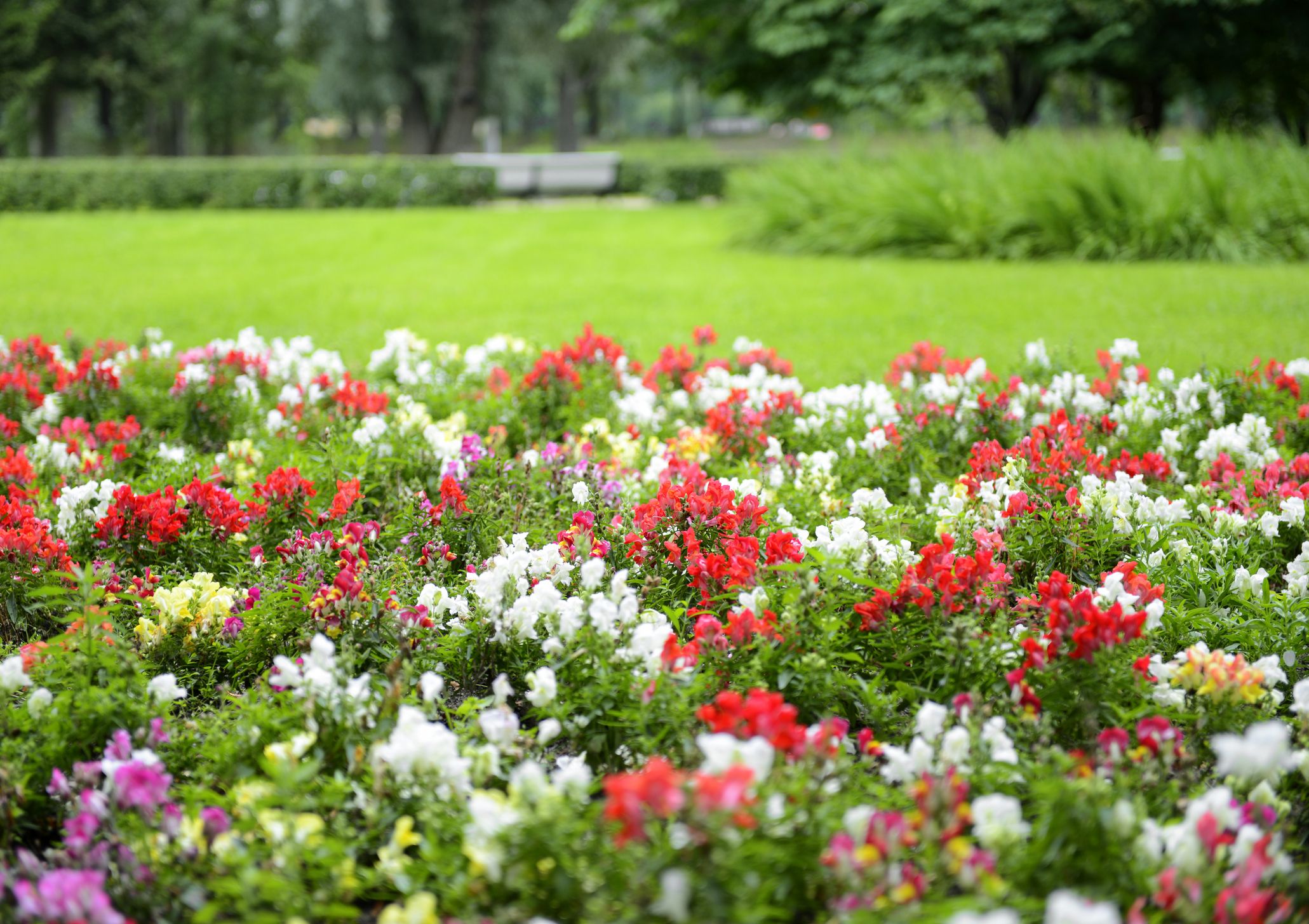 landscape flowers